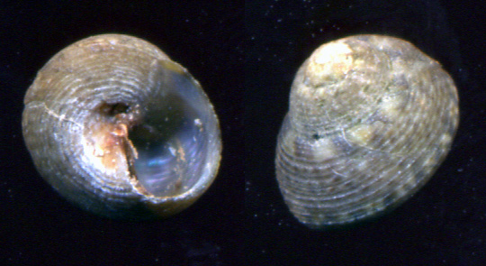 Gibbula racketti